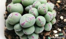 观察多肉植物