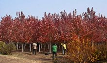 依然记得那片红枫林