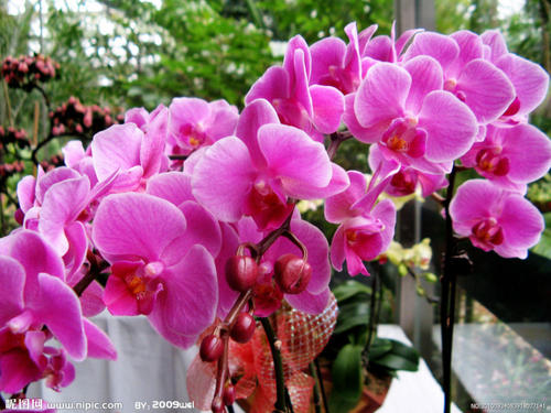 心中的花