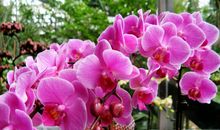 开在心田的花朵