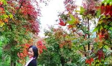 正当枫红桂香时