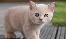 关于小猫的作文