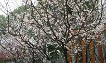 我家门前的梅花树