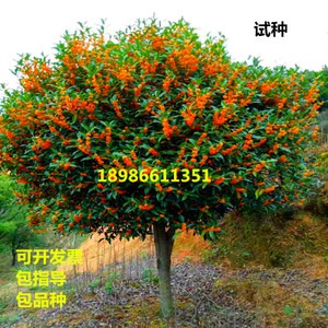 纪念四个季节的树