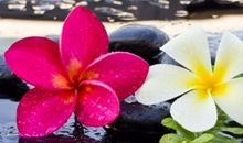 我们的植物朋友鸡蛋花