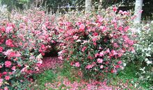 我的植物朋友山茶花