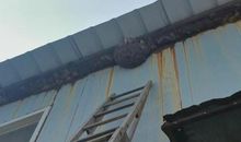 教室里来了不速之客蜜蜂