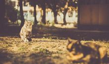 校园里的那些记忆