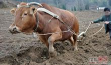 不待扬鞭自奋蹄