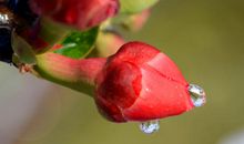 等待最后一次海棠花开