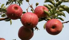 带着苹果的清香出发