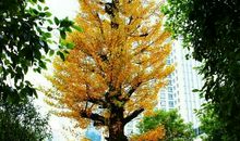 路边的一道风景