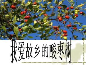 来自故乡的枣