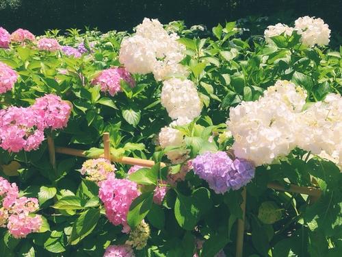 难忘的京都之旅