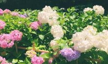 难忘那京都之旅