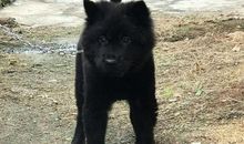 讨人喜欢的小黑狗_500字