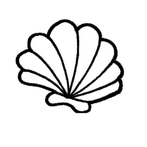 贝壳