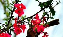 还世界一片“鸟语花香”