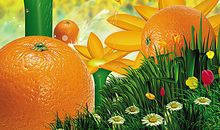 我与橘子树的故事