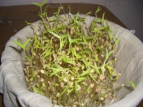 豆芽观察日记