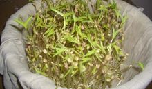 发豆芽观察日记