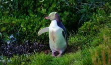 描写企鹅的作文