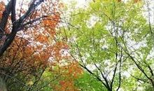 漫步鼓山赏春色