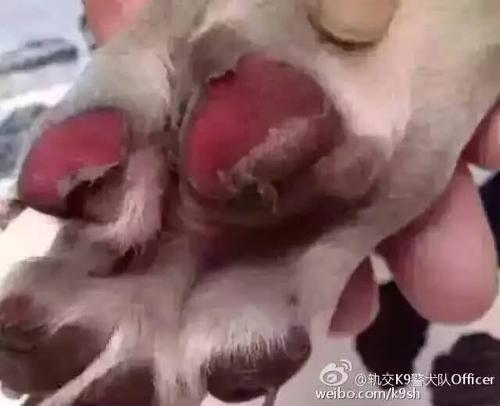walking狗时要小心