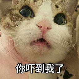 小猫在我眼中