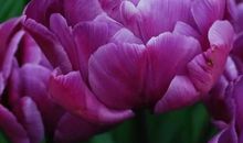 “蓝宝石”花伞