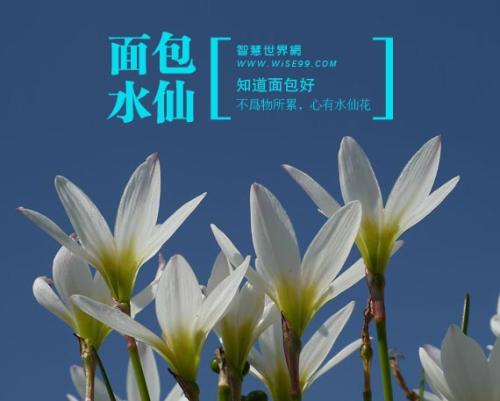 黄水仙面包