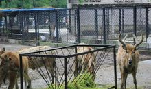 武汉动物园之旅