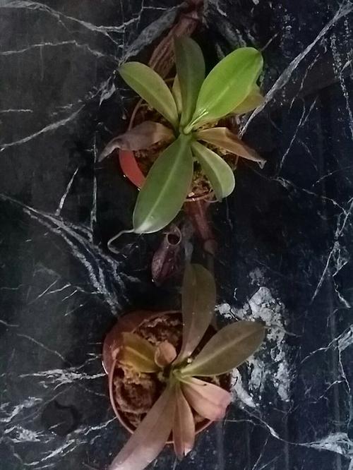 猪笼草生长笔记