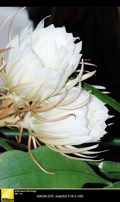 主显节