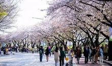 春日里的樱花雨