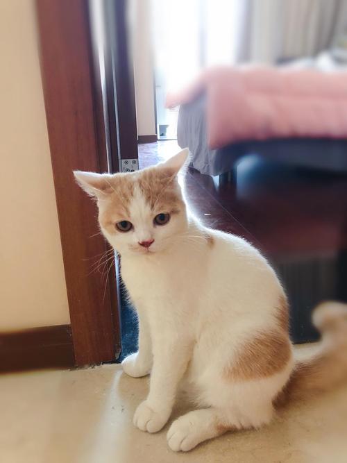 我是一只贪婪的猫