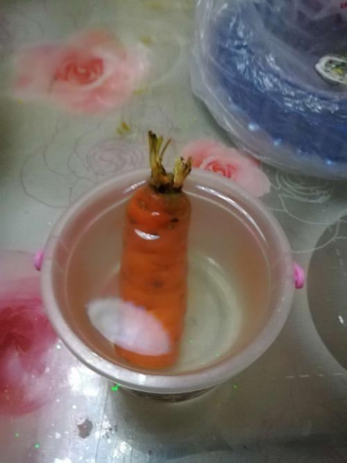 观察胡萝卜