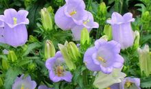 童年中的风铃草