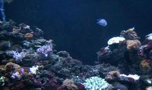 游大连圣亚海洋世界