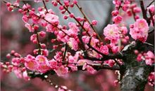 走进梅花