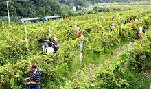 采摘园里的美景