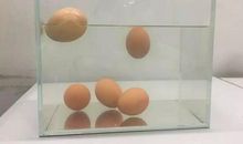 鸡蛋漂浮