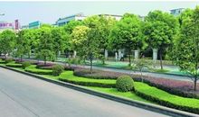 城市绿化