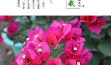 我的植物朋友三角梅