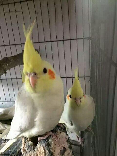 我的小形鹦鹉