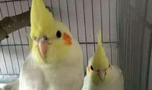 我家的玄凤鹦鹉