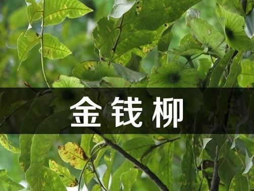 我的新发现-茶的秘密