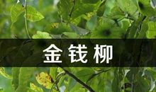 我的新发现－－茶叶的秘密