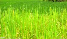 我心中的一亩田