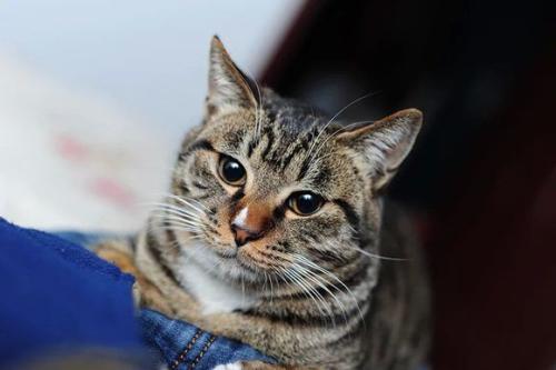 猫让我好奇